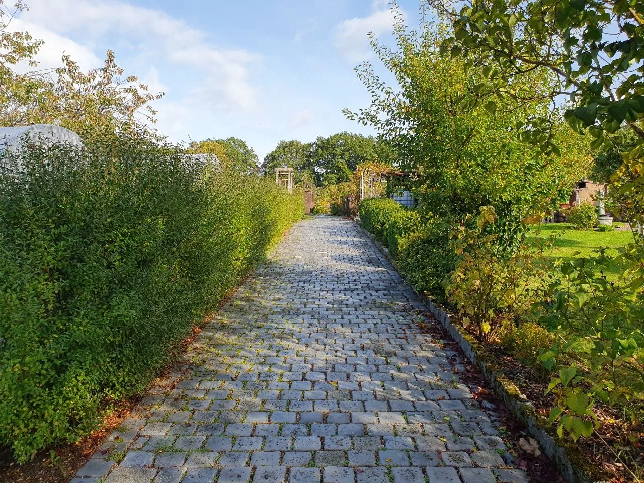 Kopfsteinpflasterweg zwischen hohen Hecken, links weiße Gewächshäuser zwischen Blättern