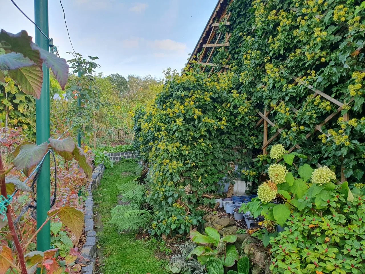 Gelb blühende Kletterpflanze an einer Hauswand auf Holzspalier, davor Hortensien und Kübelpflanzen