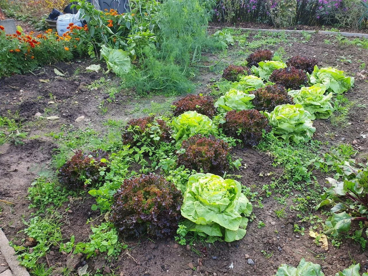 Reihen aus grünem und rotem Blattsalat, dahinter gelbe Studentenblumen