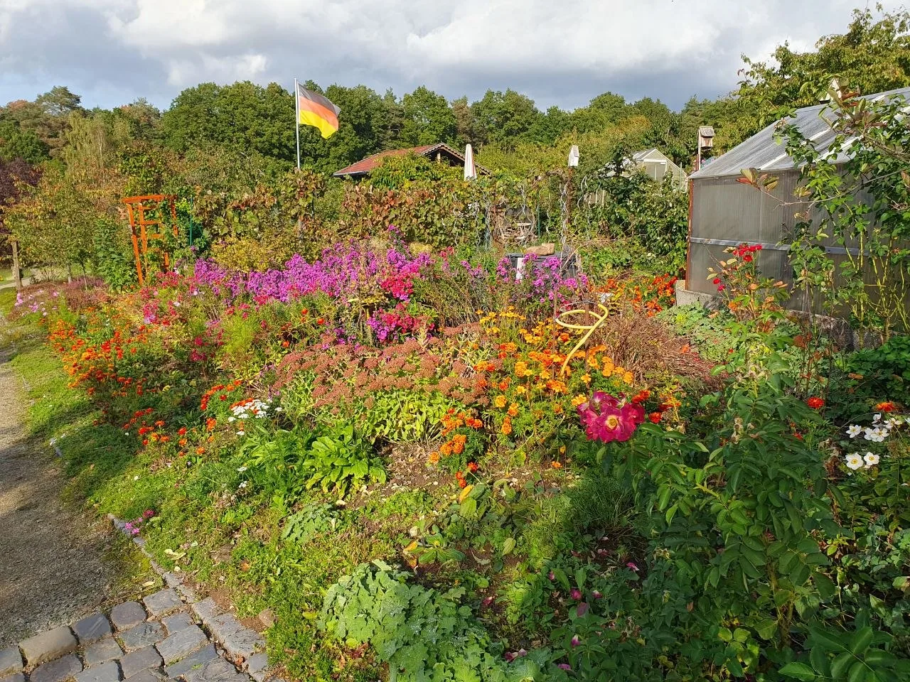 Lila Phlox, orangefarbene Studentenblumen und Rosen, am Zaun weht die Deutschlandfahne, rechts ein Gewächshaus