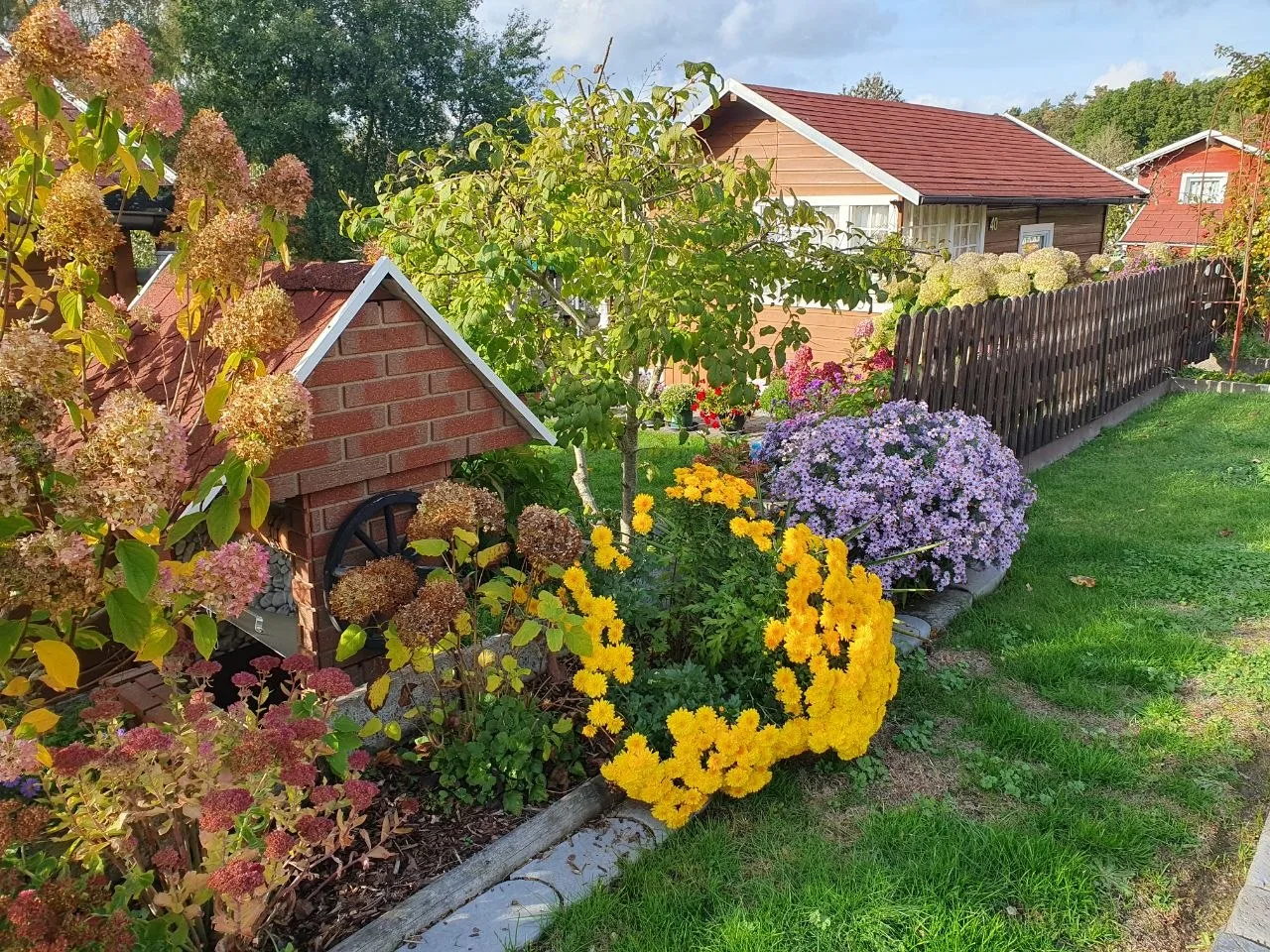 Gelbe Chrysanthemen und Astern vor einem Gartenhaus, dazu herbstfarbene Hortensien