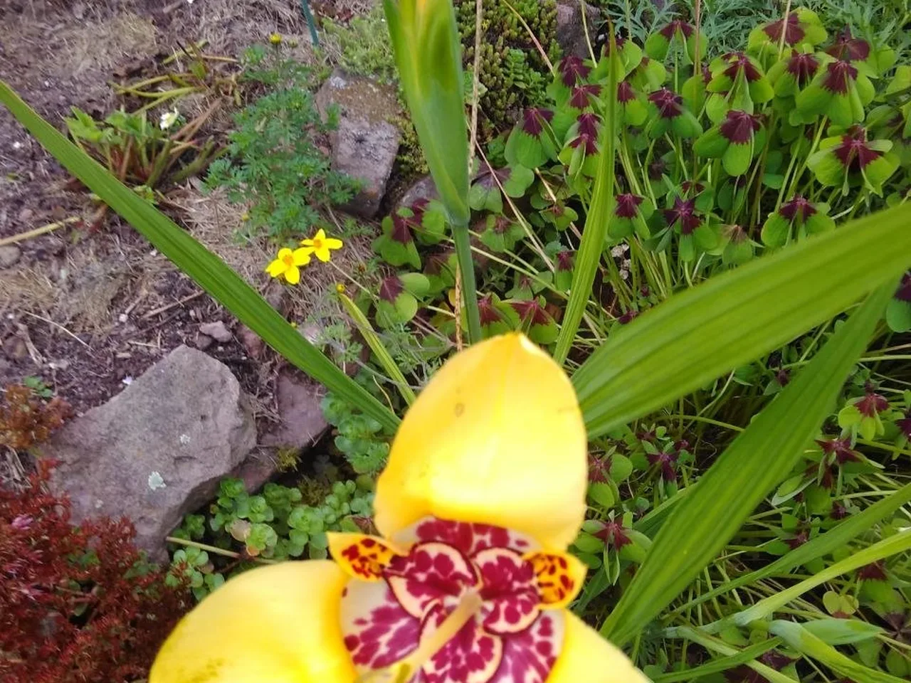 Gelbe Schwertlilie mit dunkel gezeichneter Blüte, dazwischen gelbe Wildblumen und Sauerklee