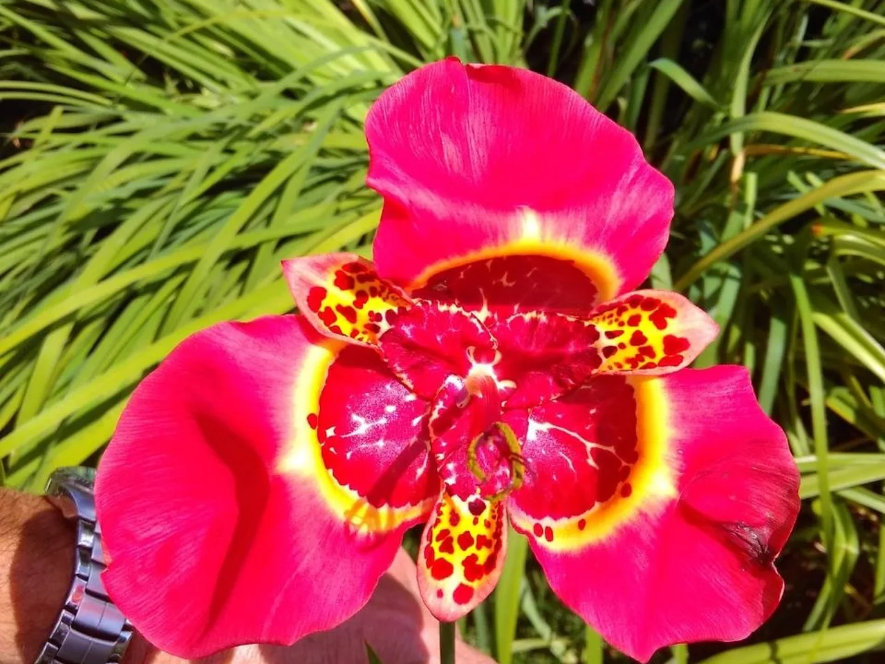 Purpurne Tigridienblüte mit gelbem Grund, aus der Hand gehalten