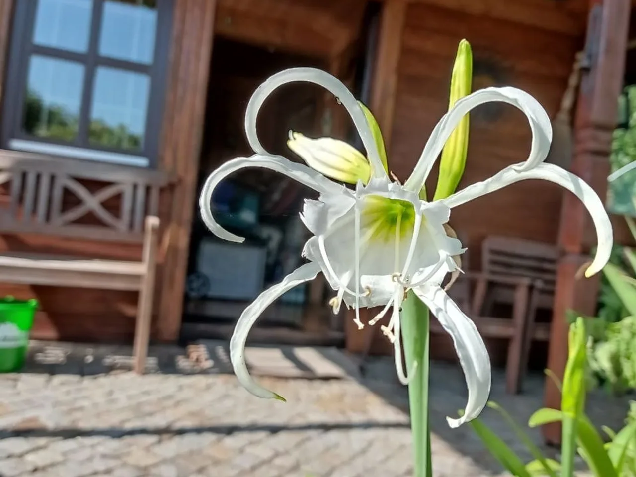 Weiße Hymenocallis-Blüte auf langem Stiel, dahinter die Holzgartenhütte