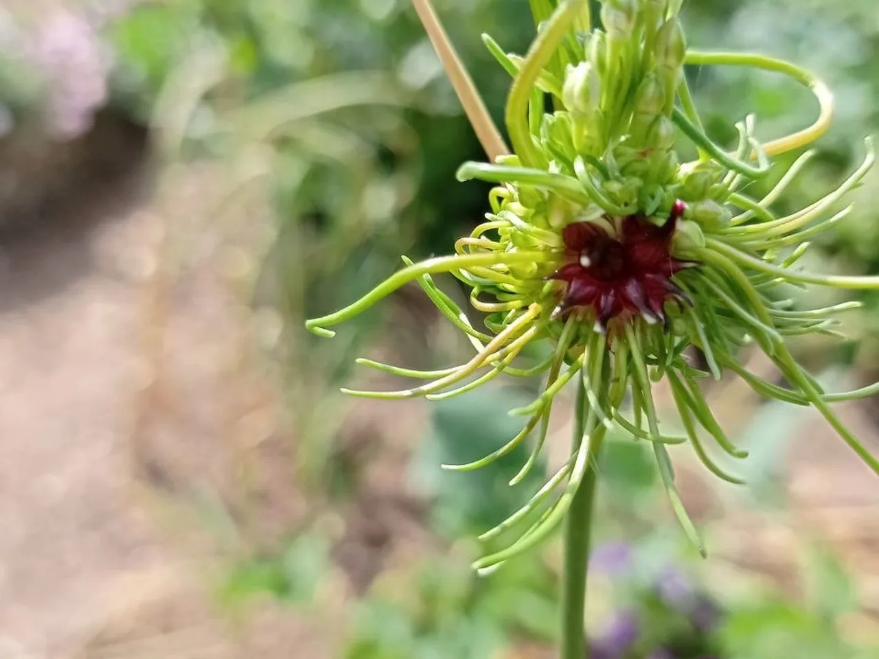zierliche Blüte des Lauchs mit dunkelroter Mitte, umgeben von schmalen grünen Knospen