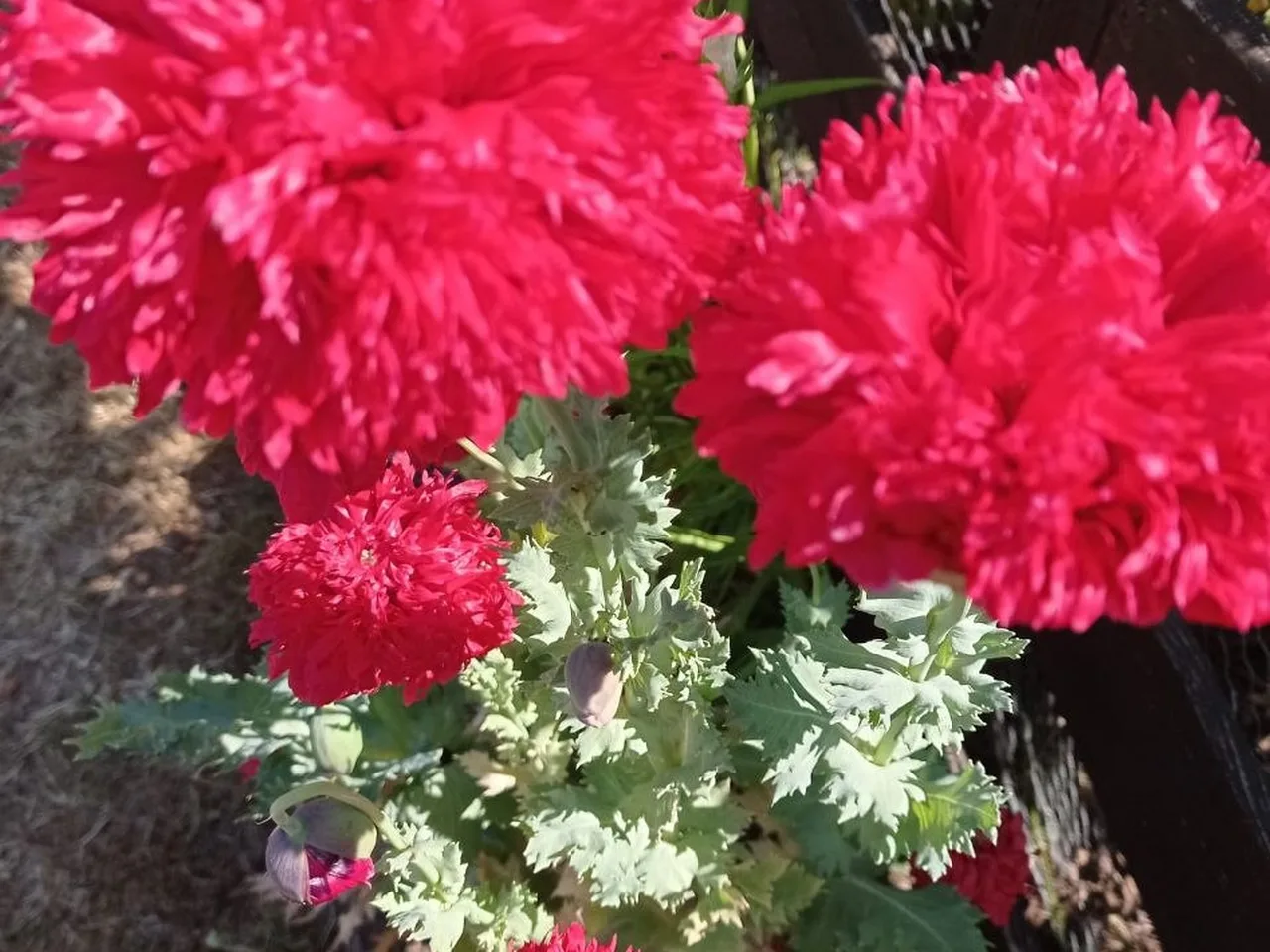 Gefüllte rote Blüten mit Knospen, daneben feinblättriges Laub, neben einem Zaun