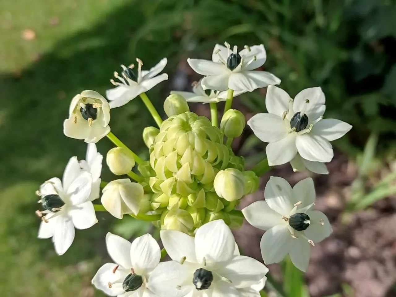 Weiße, sternförmige Blüten mit dunklem Grund, ringsum grüne Knospen