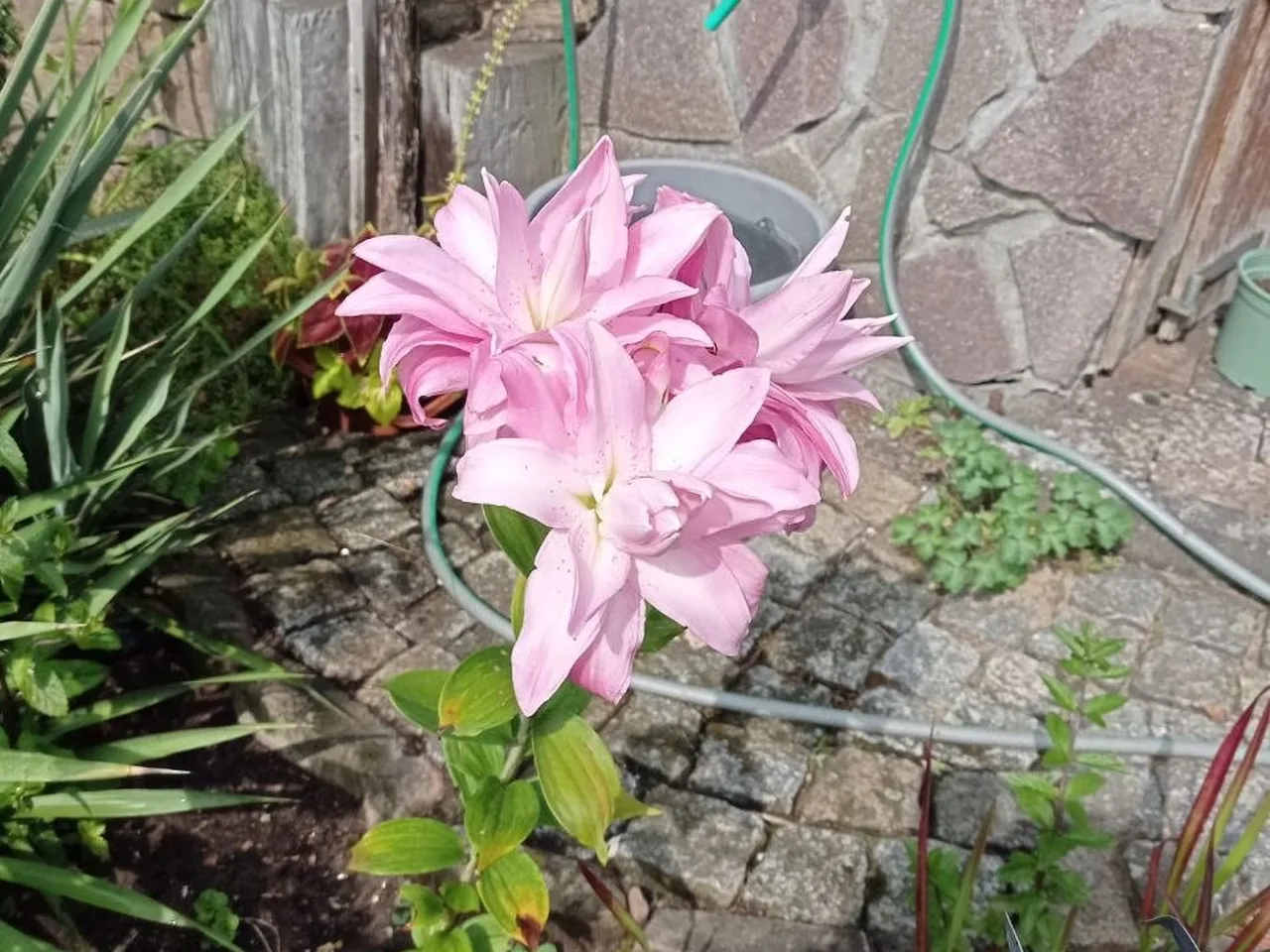 Rosa Lilien neben einer Hausmauer, ein grüner Gartenschlauch liegt angestöpselt daneben