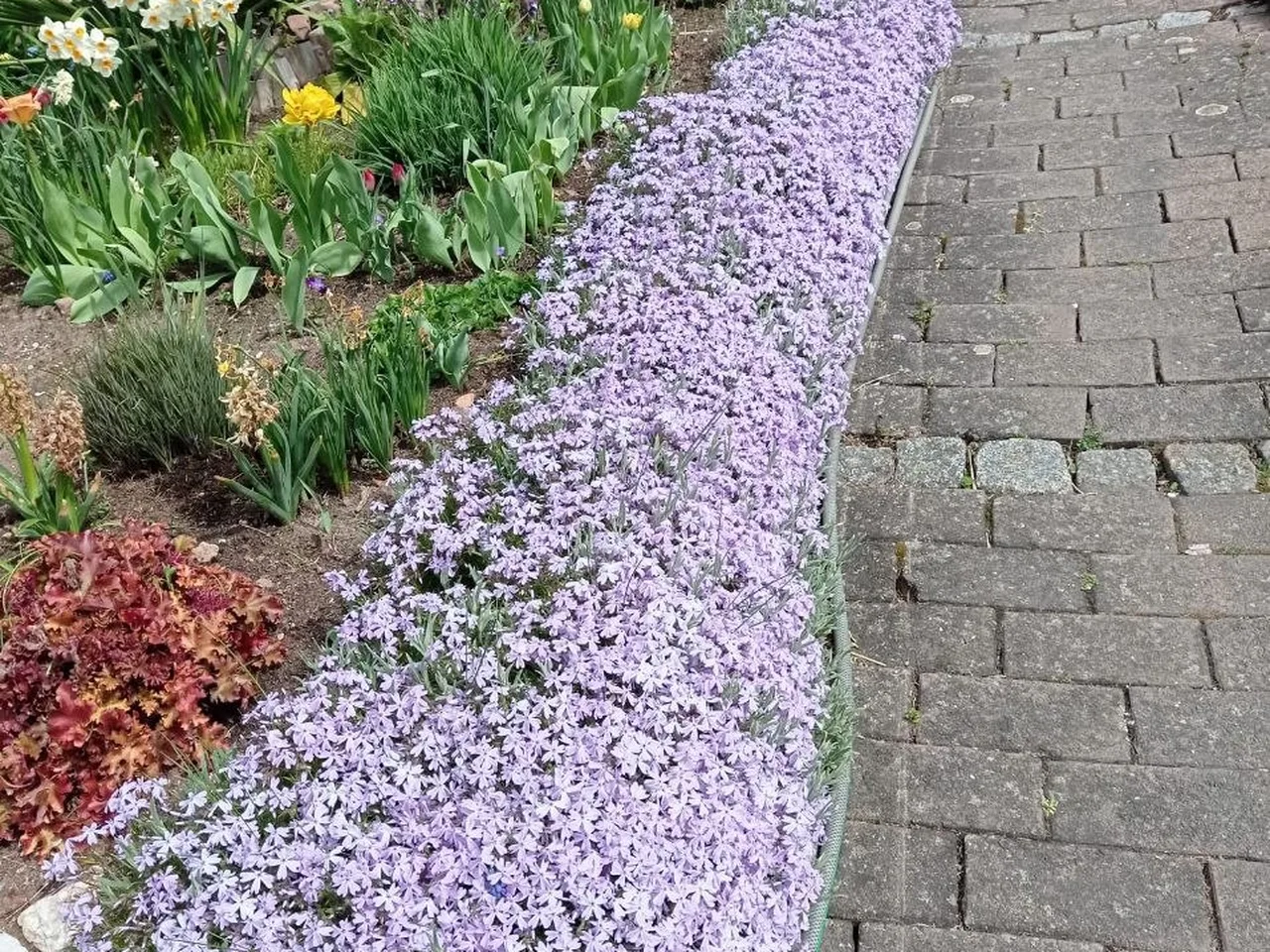 Teppich-Phlox, der über den Beetrand wächst, dazu weiße Narzissen, gelbe Tulpen und ein roter Mohn