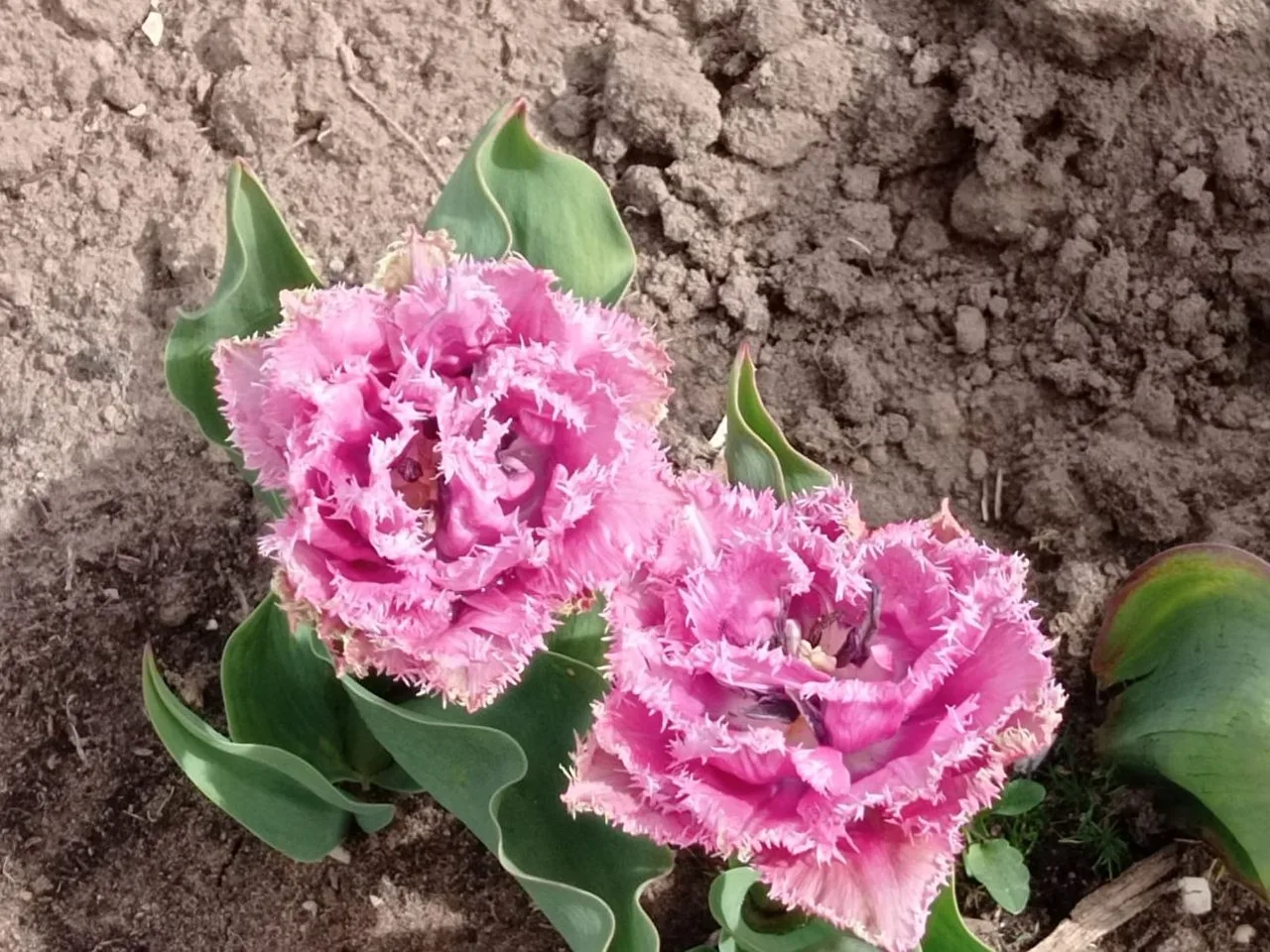 Zwei leuchtend pinkfarbene Fransen-Tulpen, dazwischen grüne Blätter