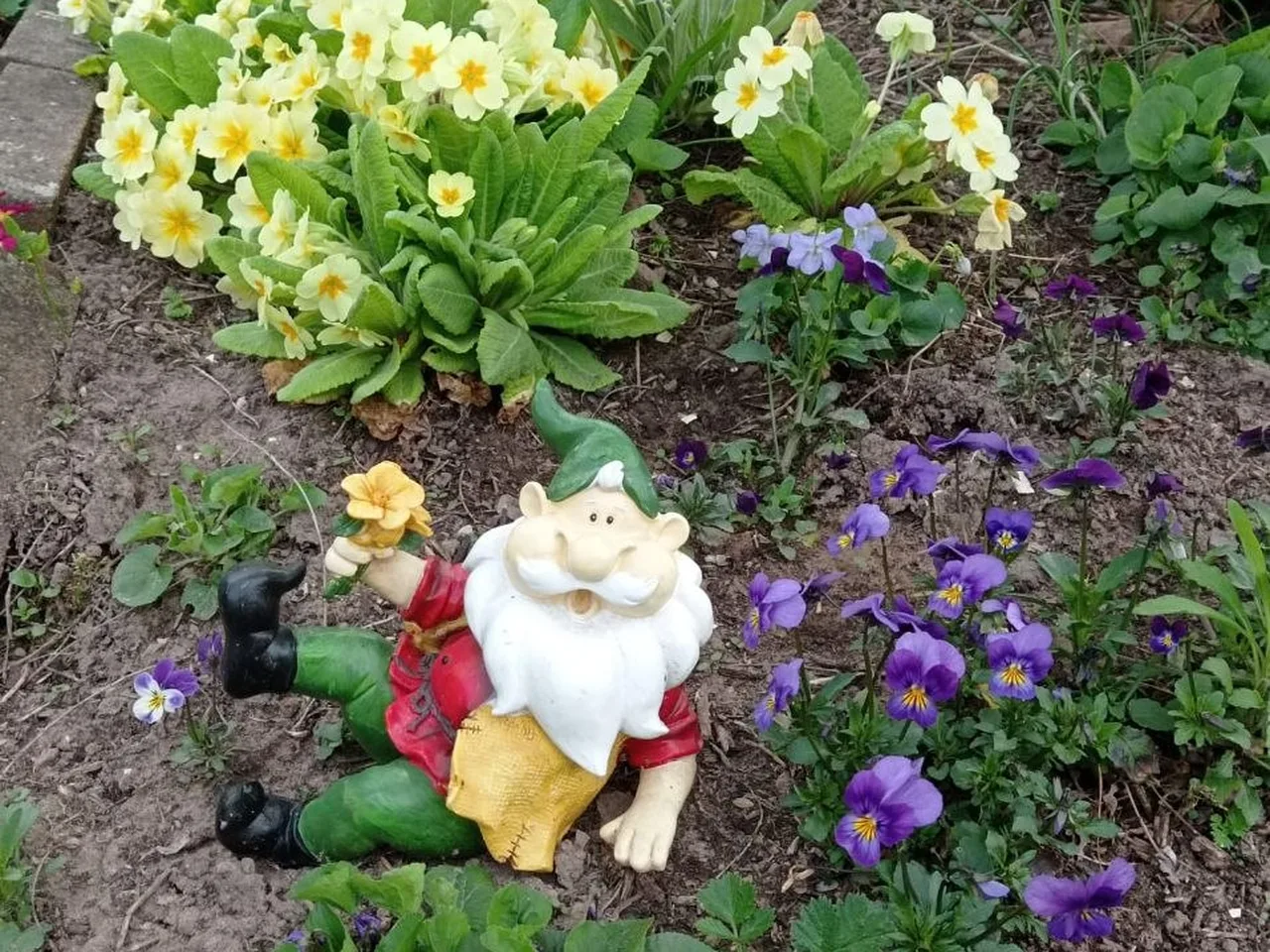Gartenzwerg liegt zwischen gelben Schlüsselblumen und Stiefmütterchen im Beet