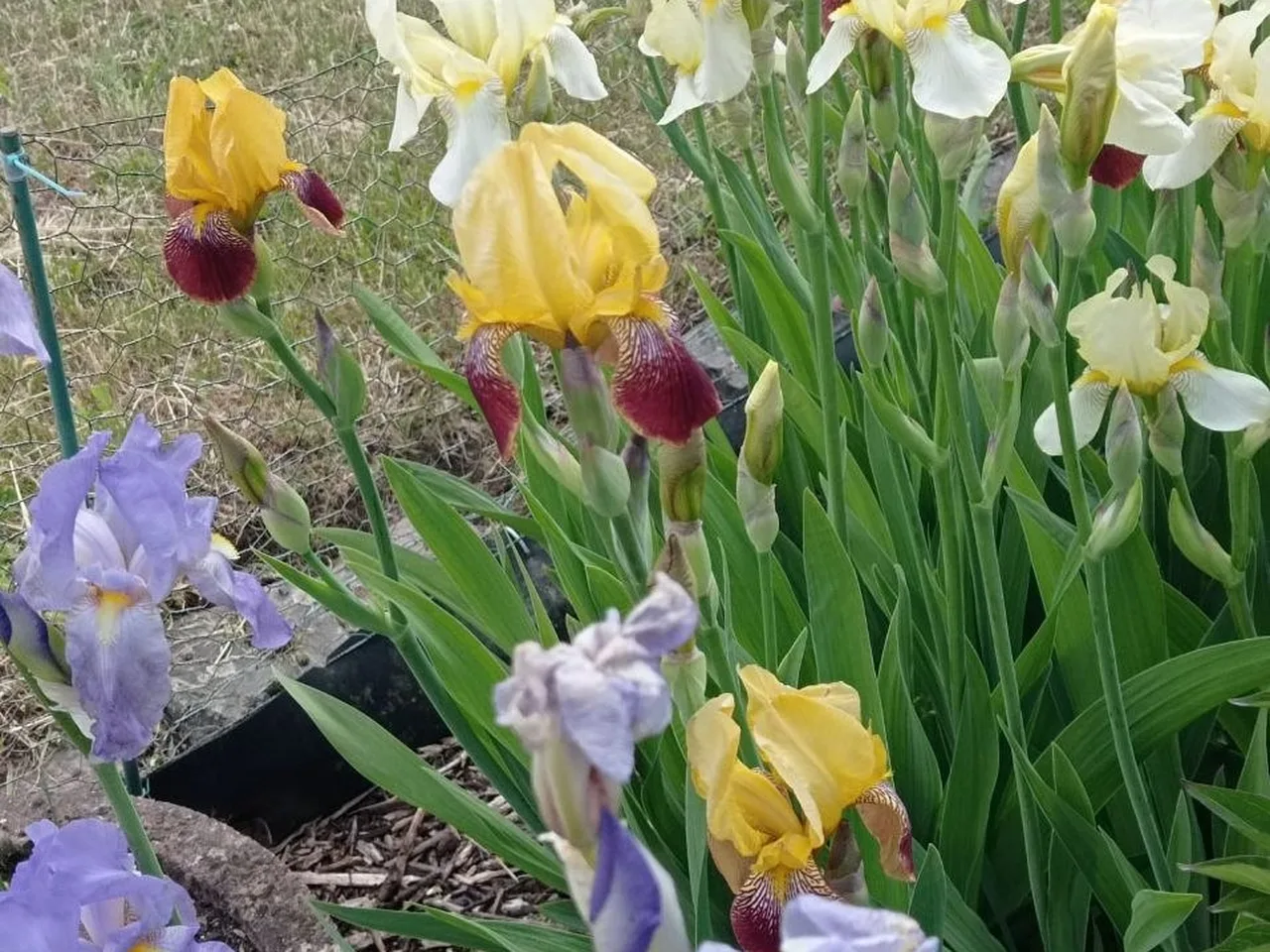 Blühende Bart-Iris in Gelb-, Creme- und Lavendeltönen, davor Mulch und Steine, dahinter ein Drahtzaun
