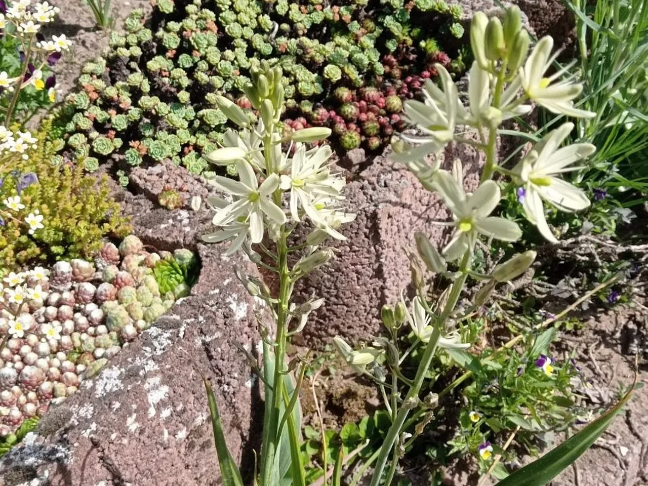 Hohe, blassweiße Sternblüten auf langen Stielen, dahinter Sedum-Matten, davor Vulkangestein