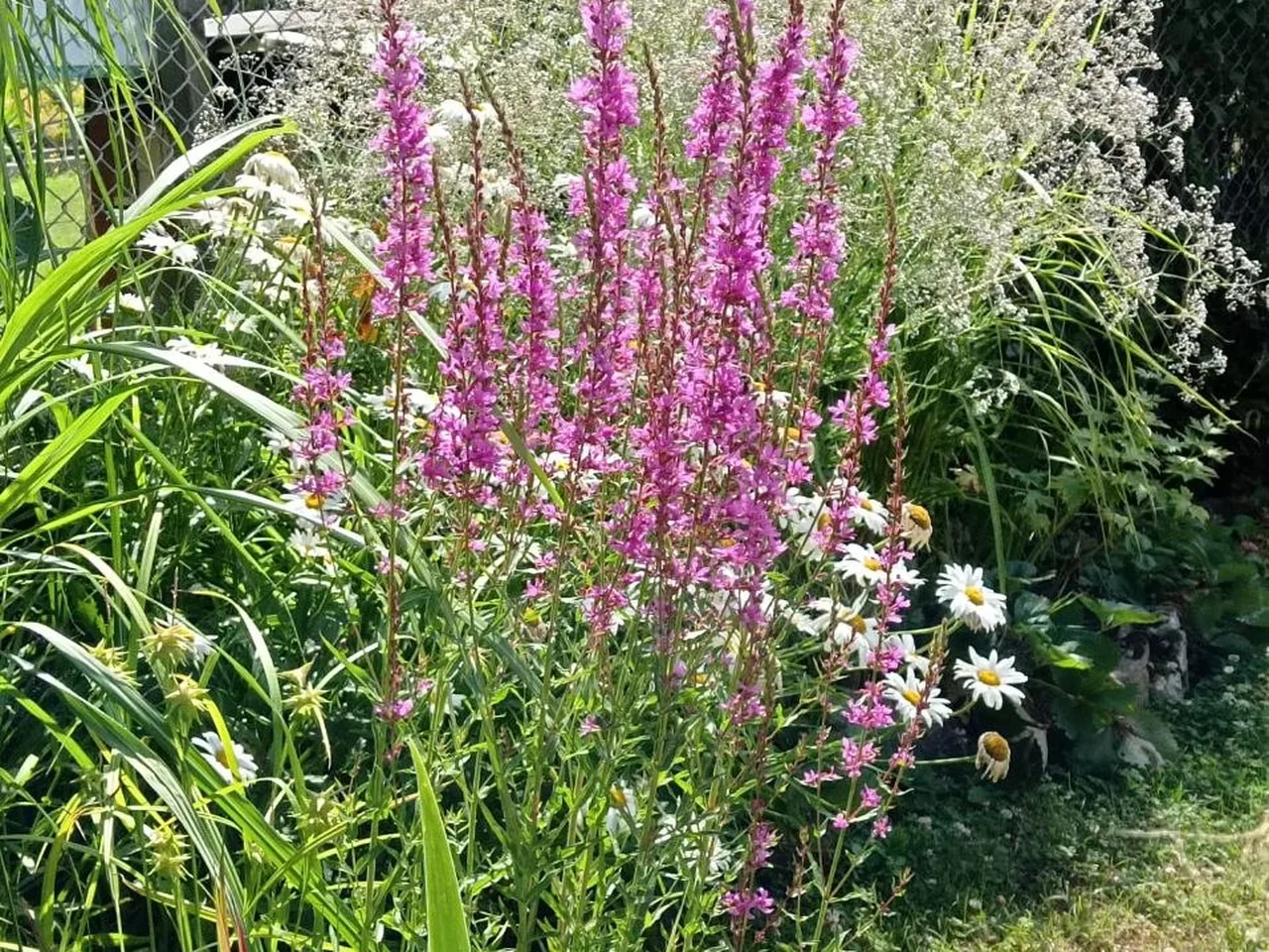 Purpurne, hohe Kerzenblüten, davor weiße Gänseblümchen, dahinter weiße, buschige Blüten