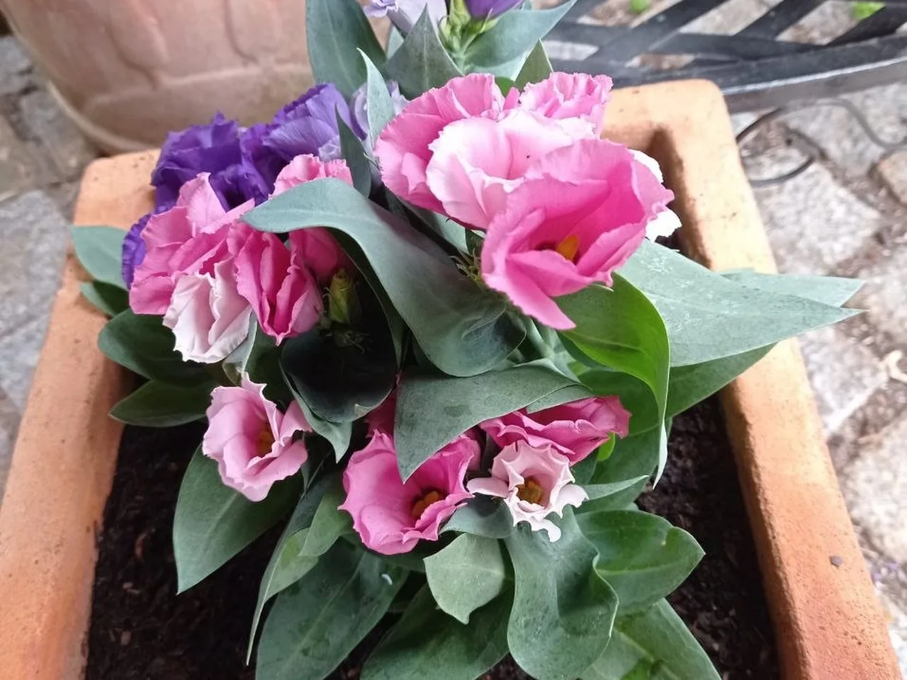 Quadratischer Terrakotta-Kübel mit blühendem Flockenblumen-ähnlichen Blumen auf der Stein terrasse, daneben ein weiterer Kübel und eine schwarze Metallbank