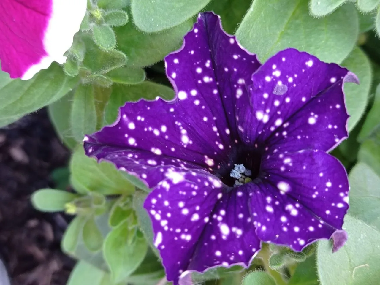 Nahaufnahme einer violetten Petunienblüte mit weißen Sprenkeln, daneben eine rot-weiße Petunienblüte