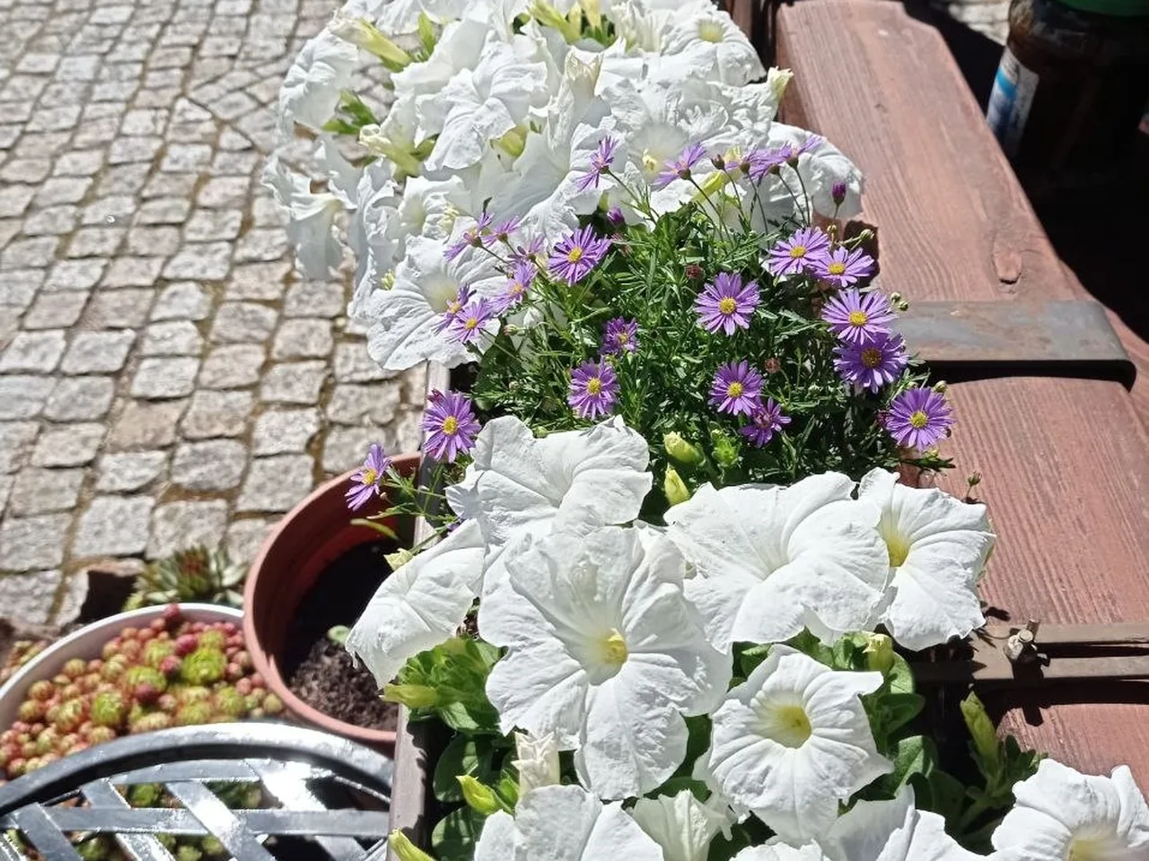 Holzkasten mit weißen Petunien und kleinen violetten Blumen am Kopfsteinpflaster, daneben Terrakotta-Topf und eine Schale mit Sukkulenten