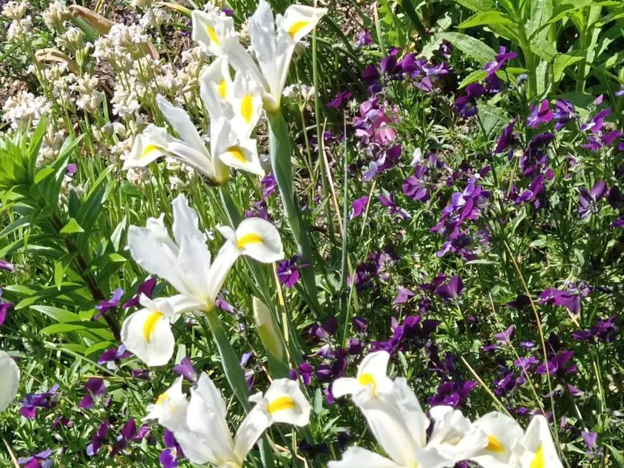 Sonniges Staudenbeet mit weißen Schwertlilien mit gelber Zeichnung, dazwischen weiße und violette Blumen