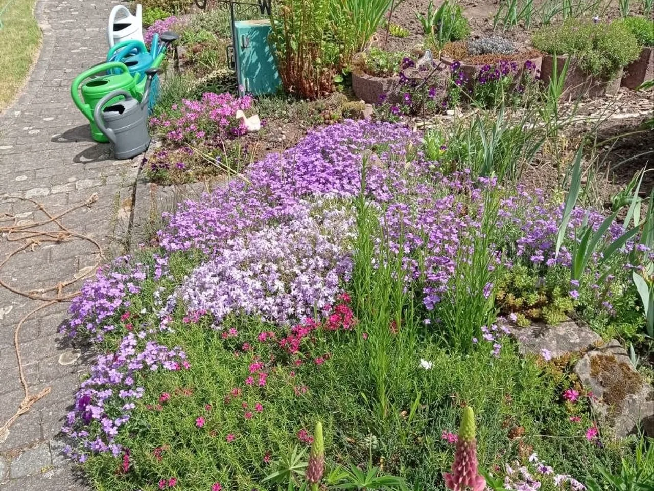 Geordneter Nutzgarten mit phacelia, Phlox und Lupinen, daneben Wege, Gärten, ein grüner Kompostbehälter, eine graue Entenfigur und ein Windwetter
