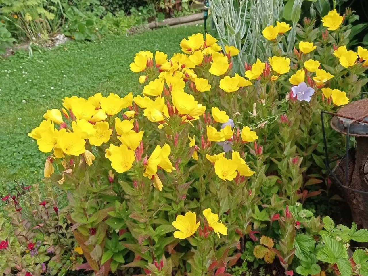 Gelbe Nachtkerzenblüten im Beet, davor dichte Polster kleiner violetter Blüten auf einem Stein, daneben zwei helle Muscheln, Hintergrund Zaun, Spalier und Lavendel